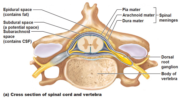 flat spine
